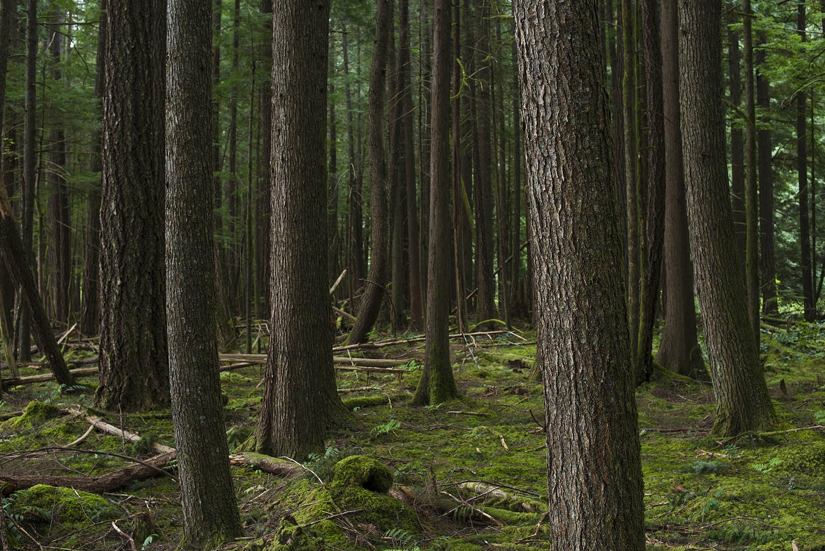CHARTWELL Resource Group Ltd., professional service in Pemberton, North Vancouver BC