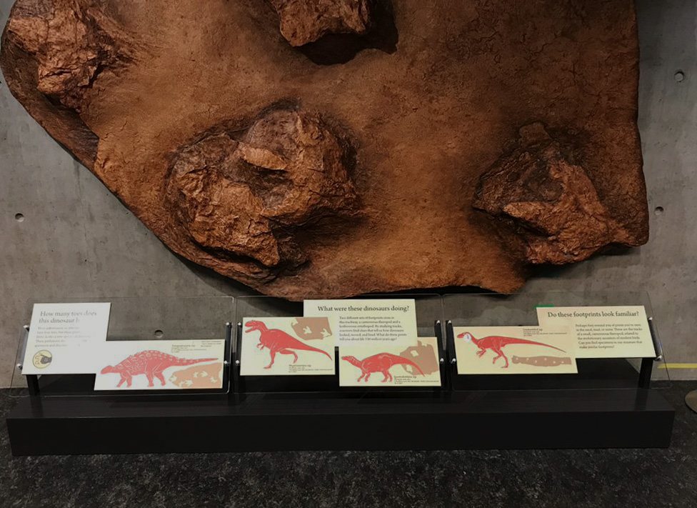 A dinosaur footprint exhibit graphic panel printed by T.K. Graphics